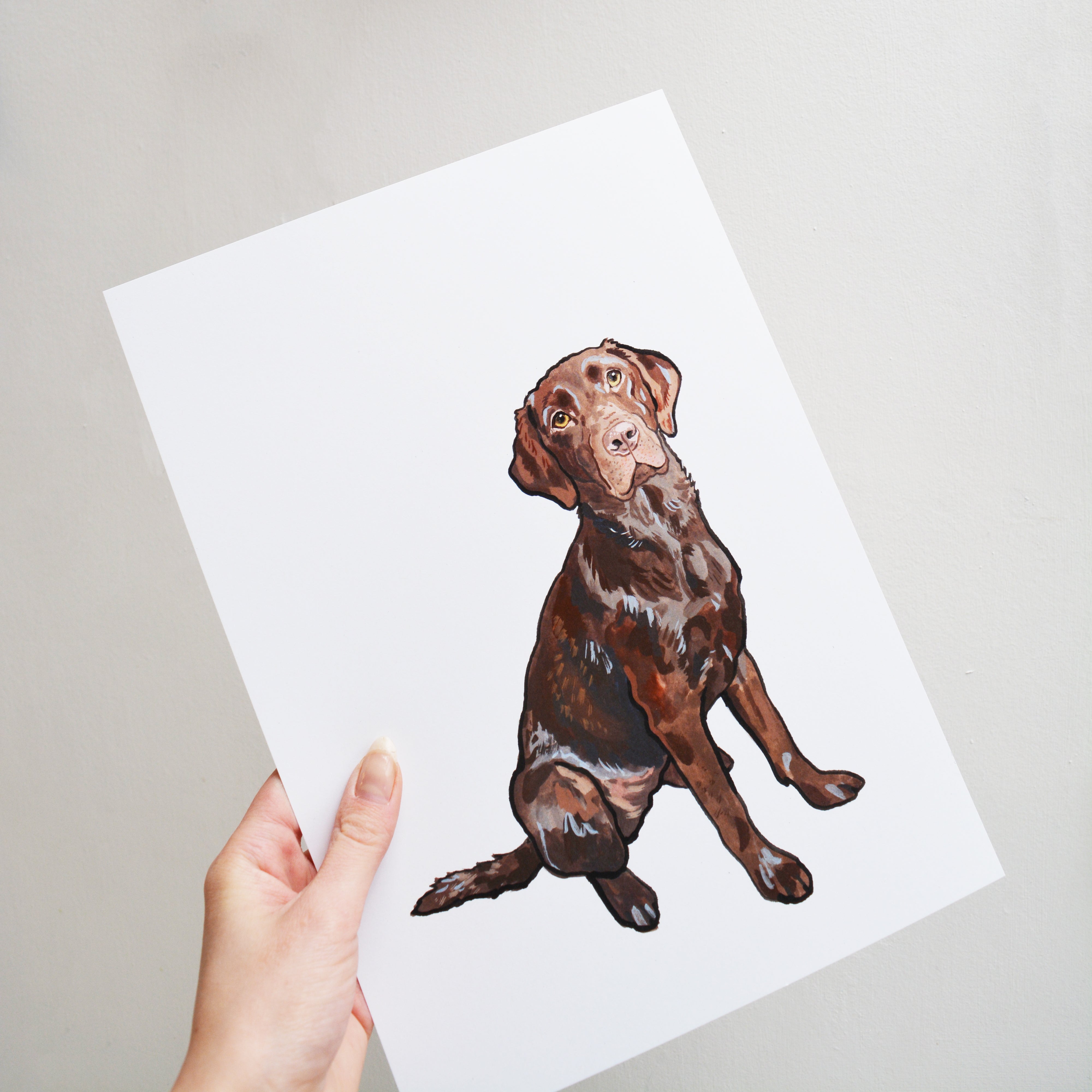 Chocolate Labrador Print
