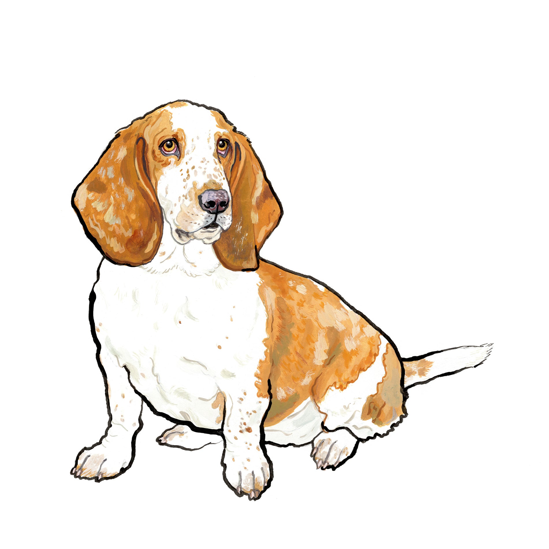 basset hound illustration