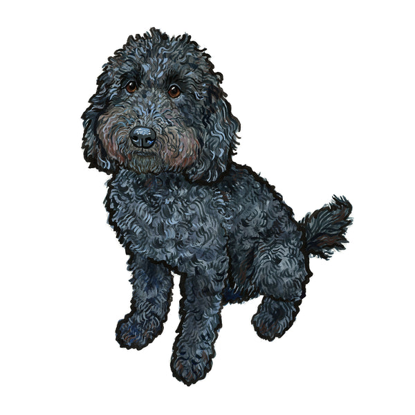 Black cockapoo 2024