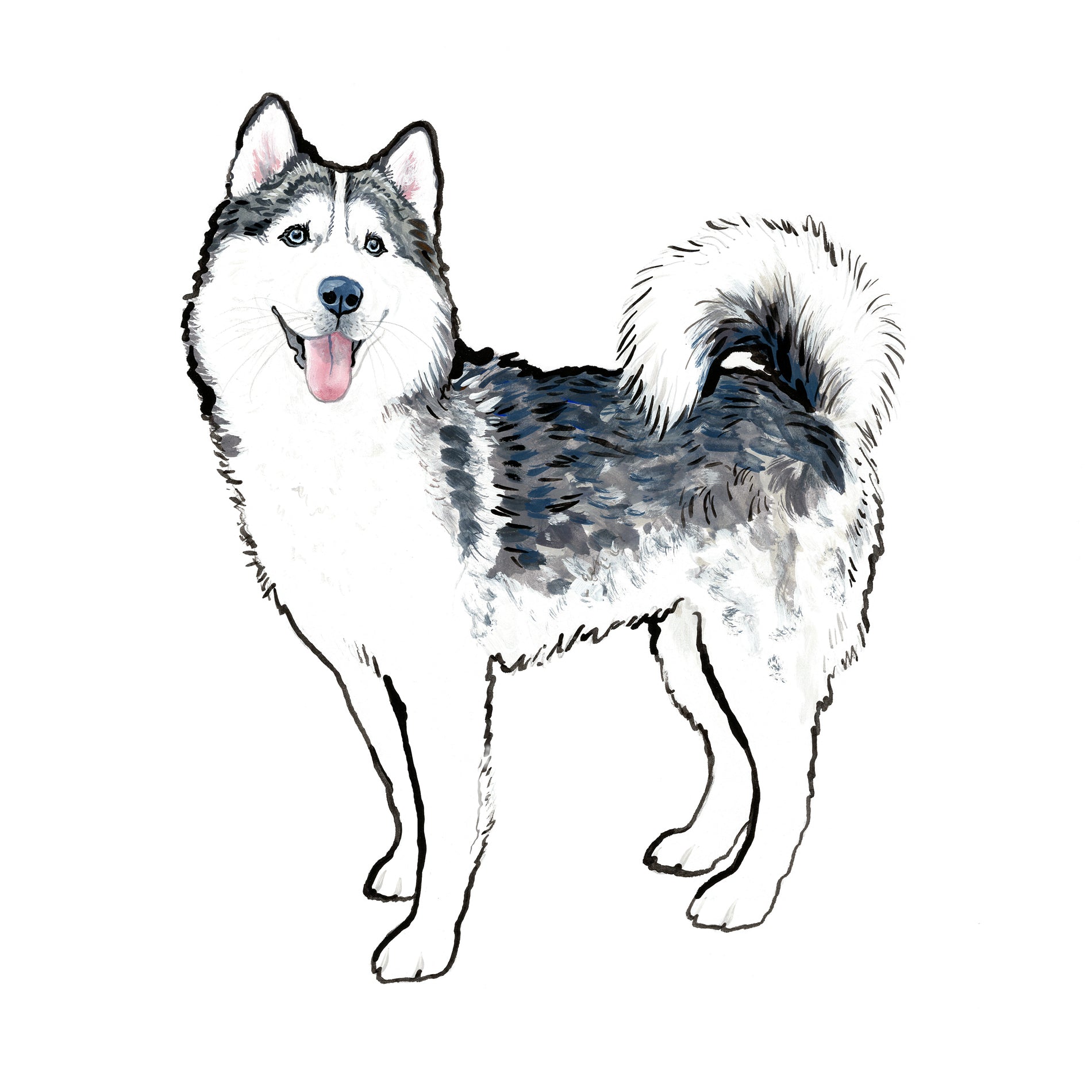 siberian husky pet portrait illustration
